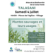 Sortie découverte des plantes sauvages à Talasani